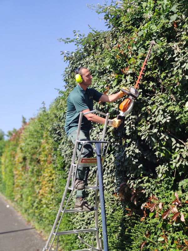 Jardinier Mes Jardiniers sur escabeau taillant le haut d'une haie au taille-haie