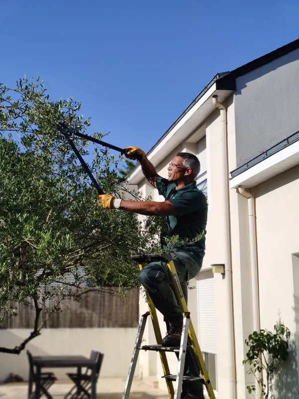 Jardinier Mes Jardiniers taillant un olivier au coupe-branches depuis un escabeau