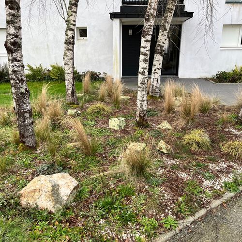 Avant désherbage : massif de graviers envahi d'herbes folles au pied de bouleaux
