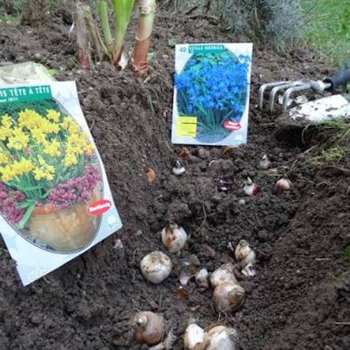 Bulbes de printemps posés sur la terre à côté de leurs sachets, avant mise en place
