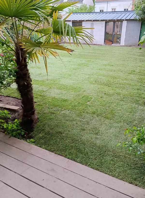 Rénovation d'une pelouse
