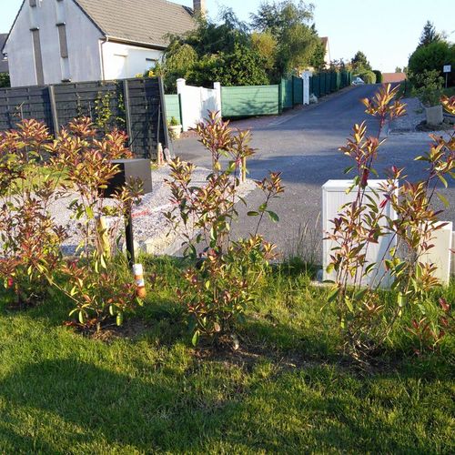 Jeune haie de photinias plantée le long d'une clôture en bordure de rue