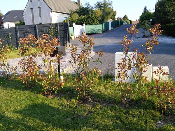 Jeune haie de photinias plantée le long d'une clôture en bordure de rue