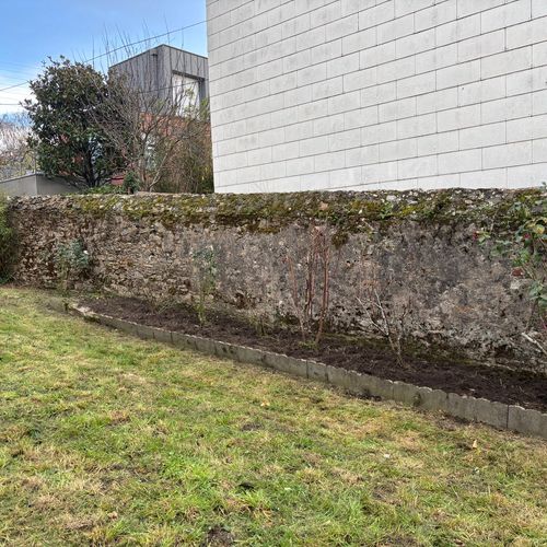 Jeunes arbustes fraîchement plantés en pied de mur de pierre, massif hivernal