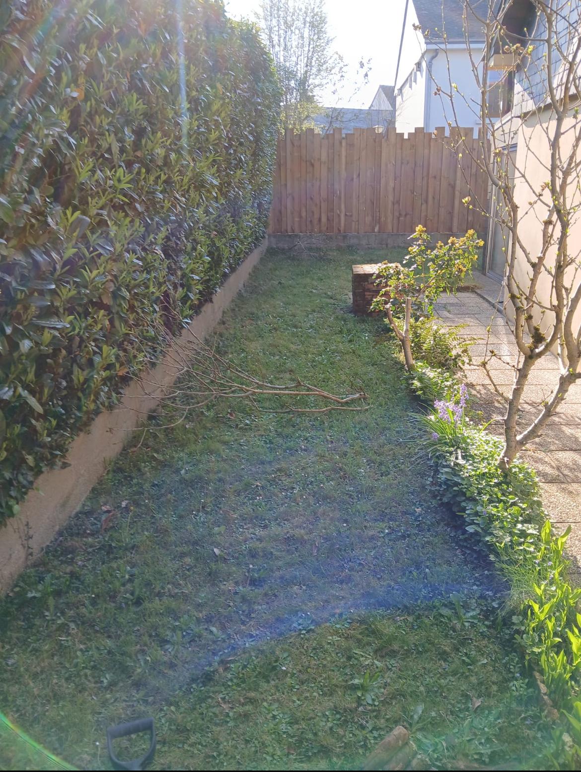 Bande de pelouse abîmée et envahie de mousse le long d'une haie, avant rénovation